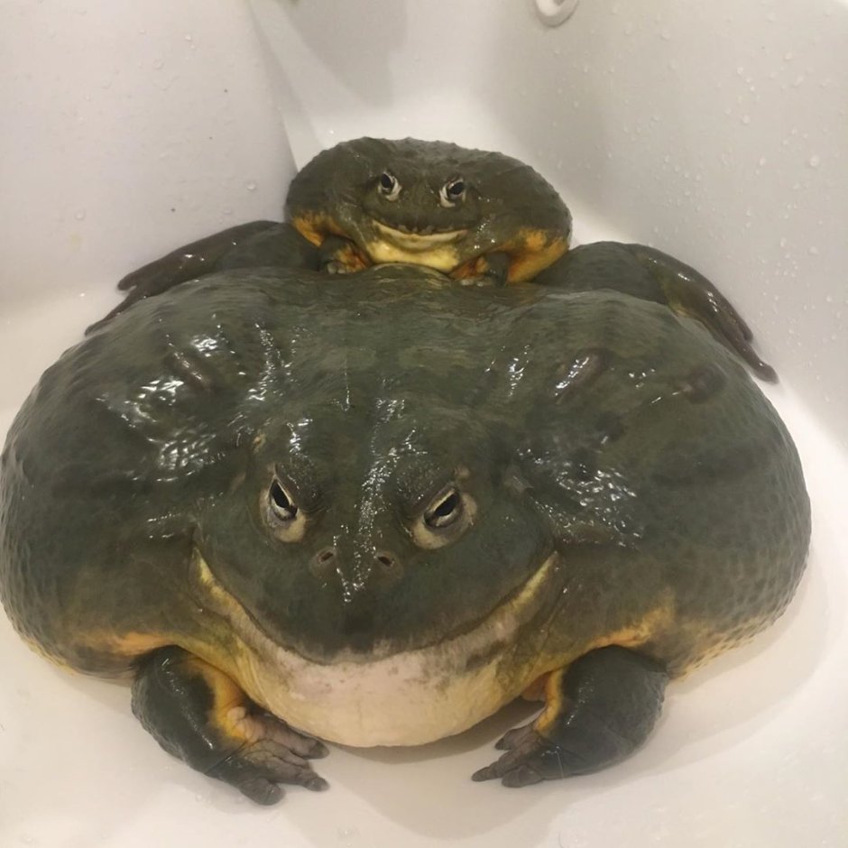 Жабий торт