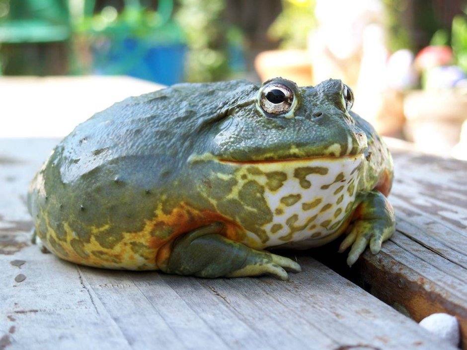 Капский узкорот