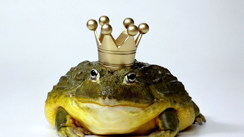 Южно африканской Жабы Bufo superciliaris