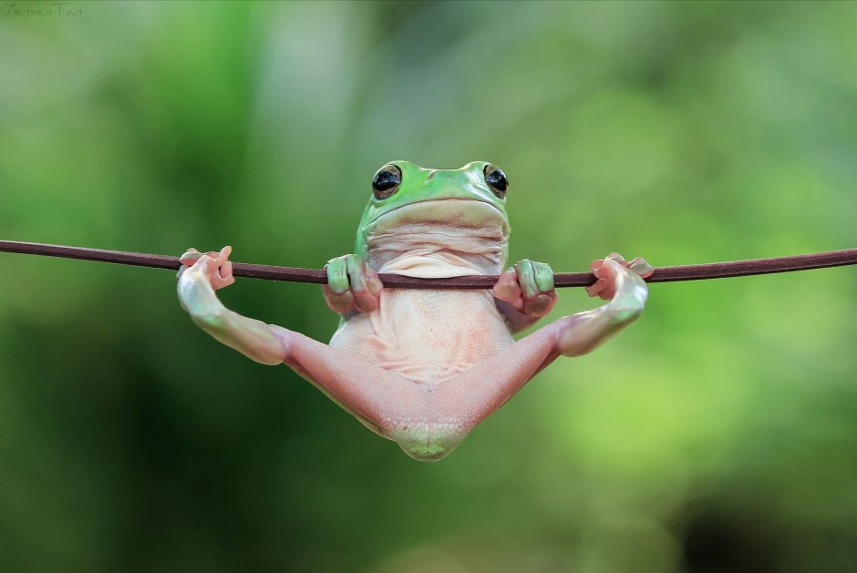 Танто Йенсен — индонезийский фотограф