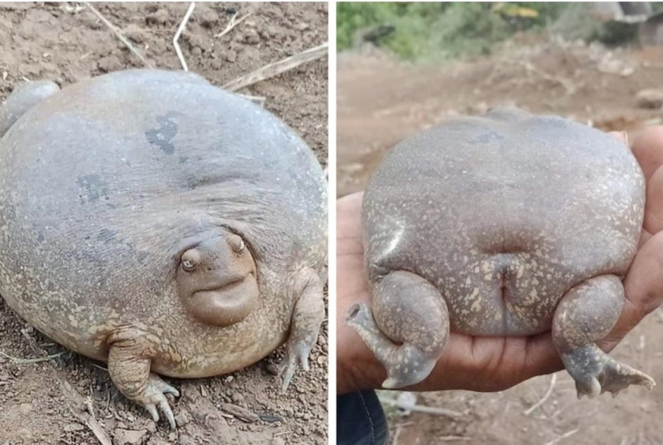 Glyphoglossus Molossus лягушка
