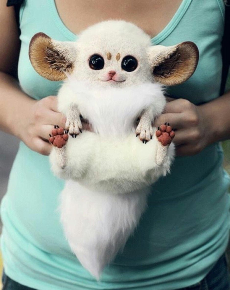 Игрушки Santaniel Inari Foxes
