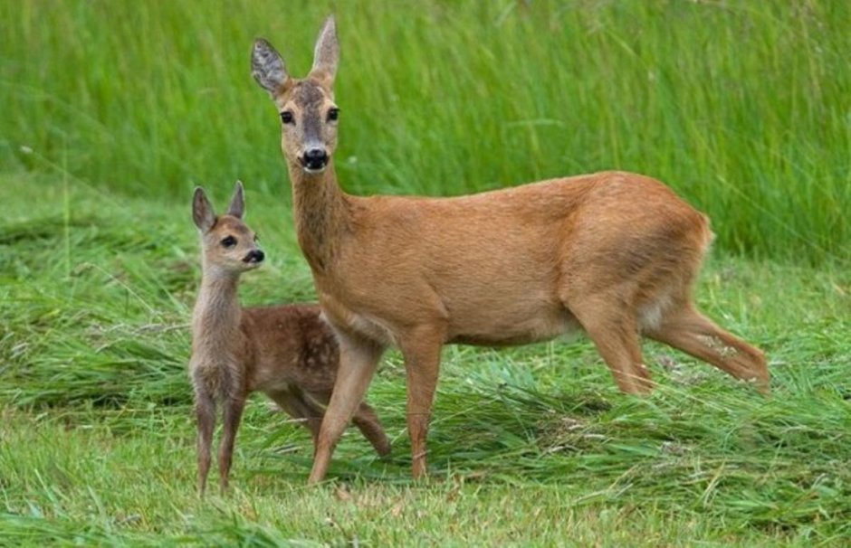 Косуля Ханкайский заповедник
