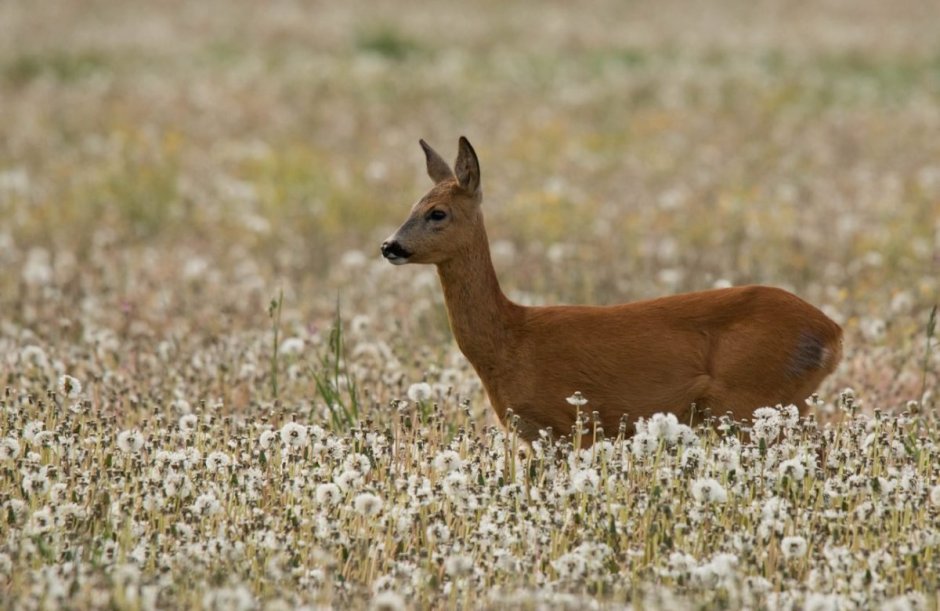 Европейская косуля (capreolus capreolus)