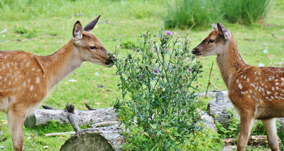 Европейская косуля (capreolus capreolus)