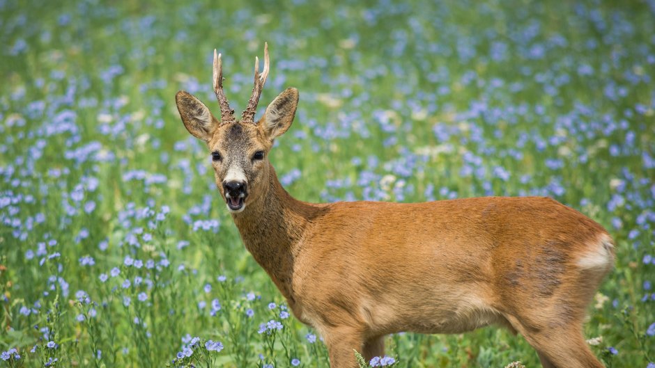 Косуля Сибирская (capreolus pygargus Pall.)