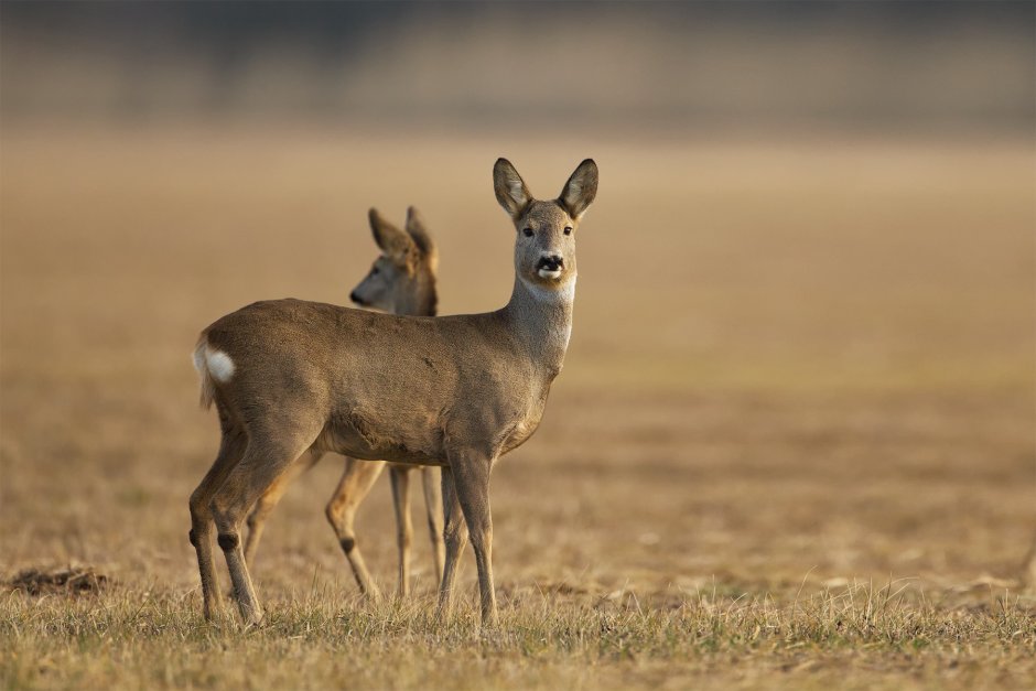 Косуля capreolus capreolus