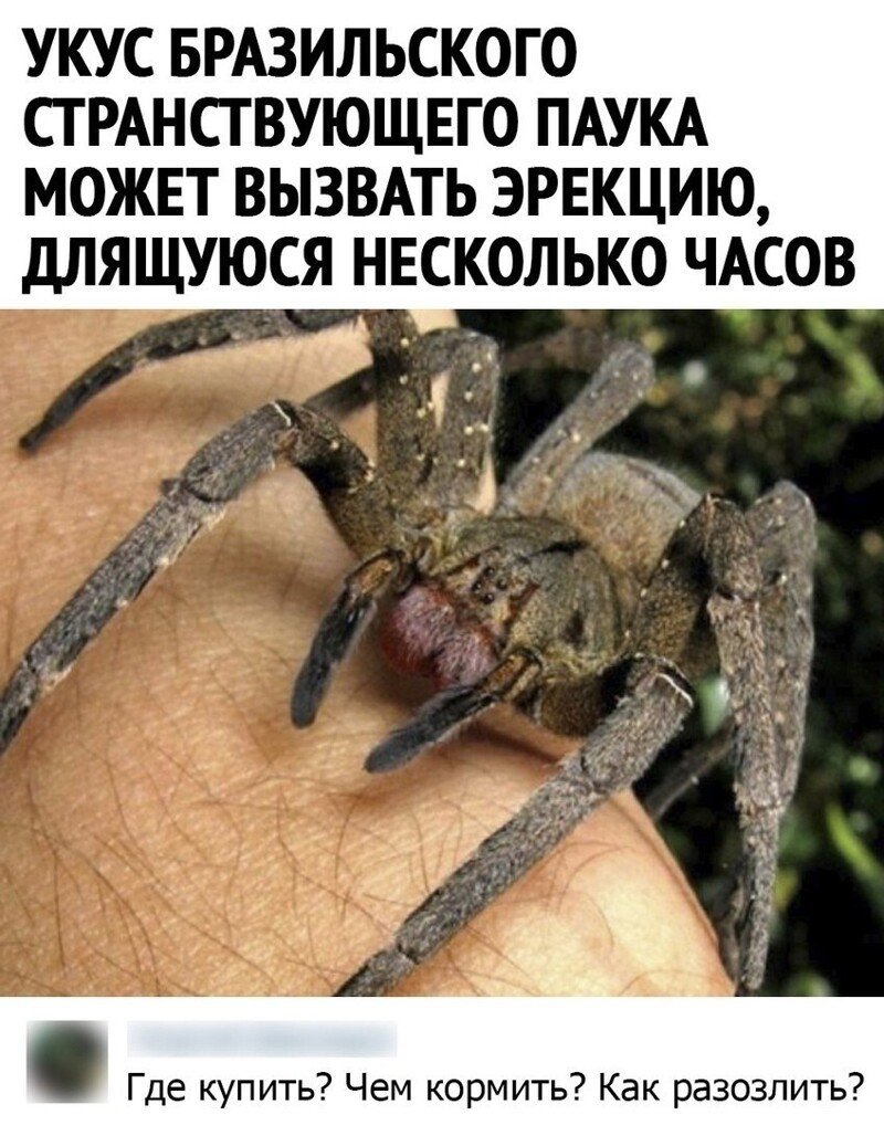 Странствующий паук укус