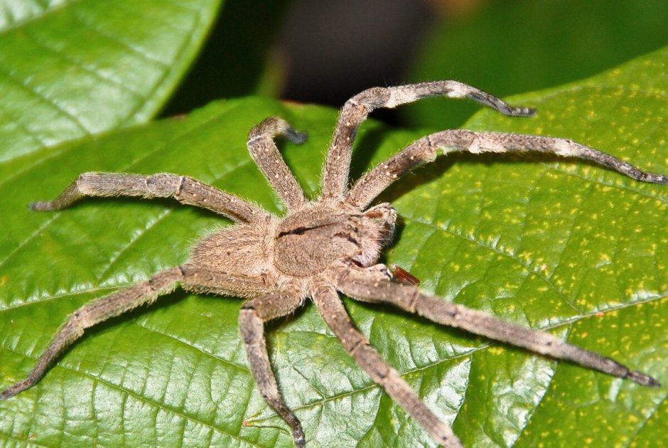 Бразильский Странствующий паук