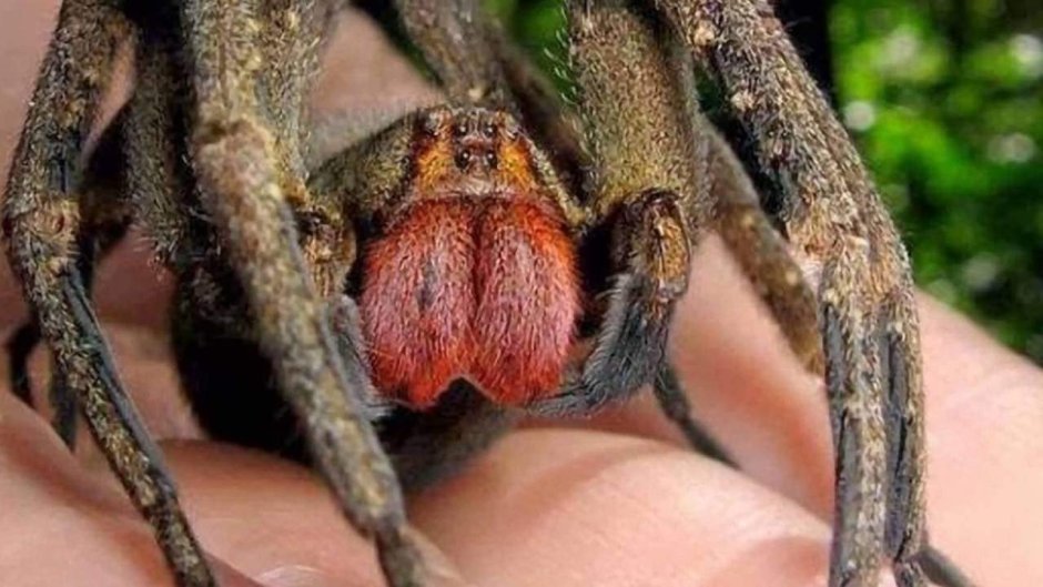 Интересные факты о пауке птицееде