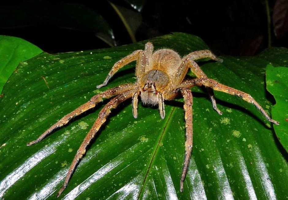 Бразильский Странствующий паук