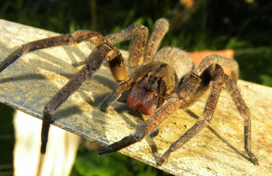 Бразильский паук солдат