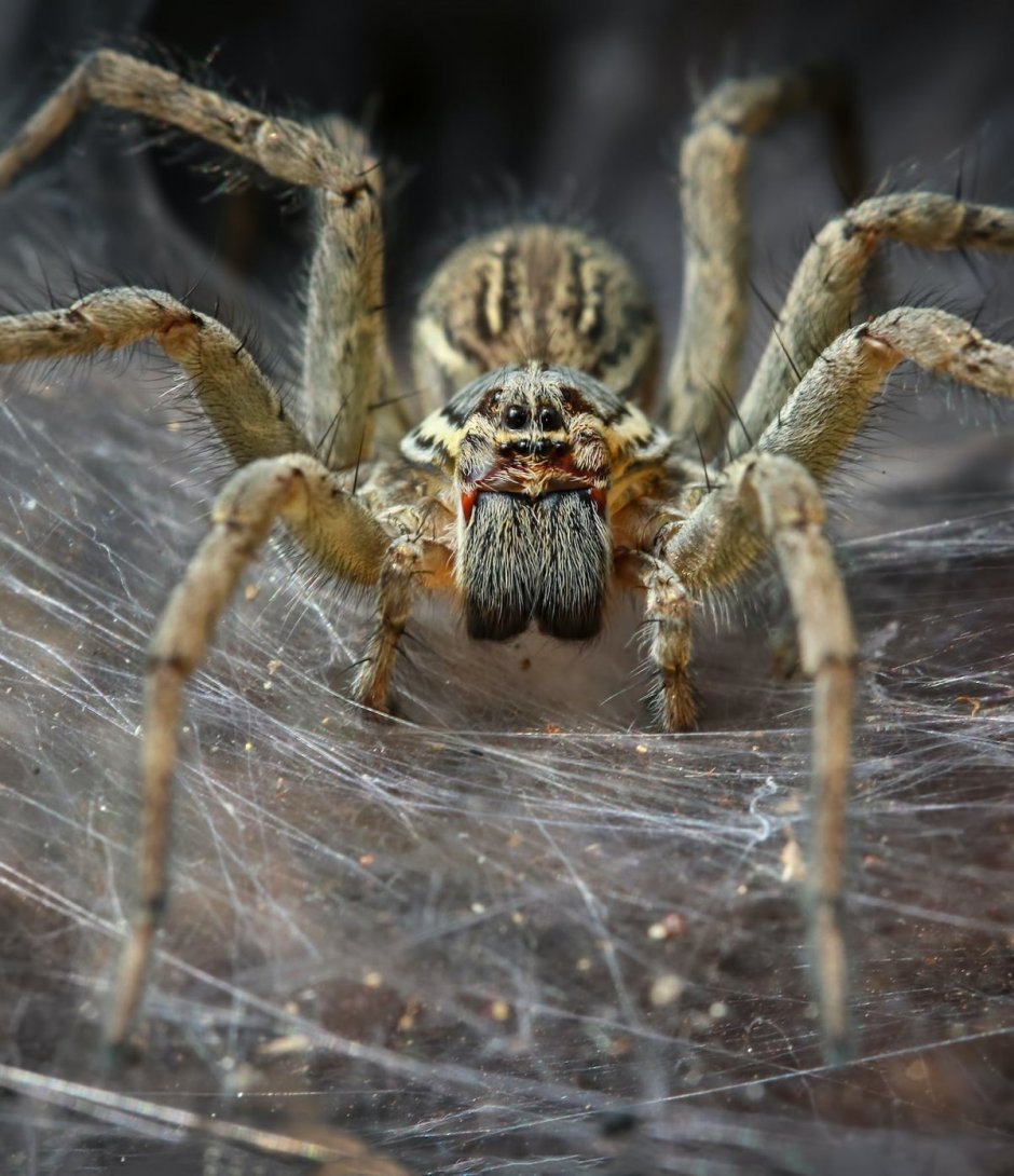 Бразильский Странствующий паук паутина