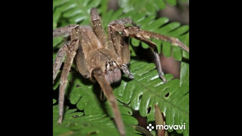 Странствующий паук Бразилии в доме