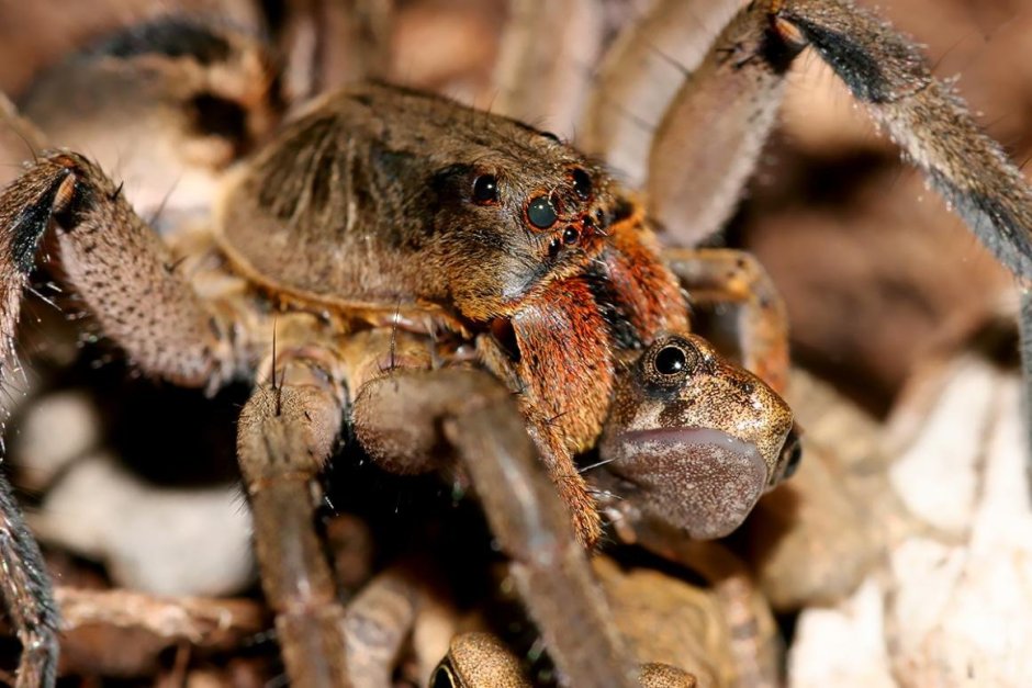 Австралийский Тарантул