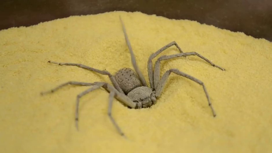 Пустынный шестиглазый паук