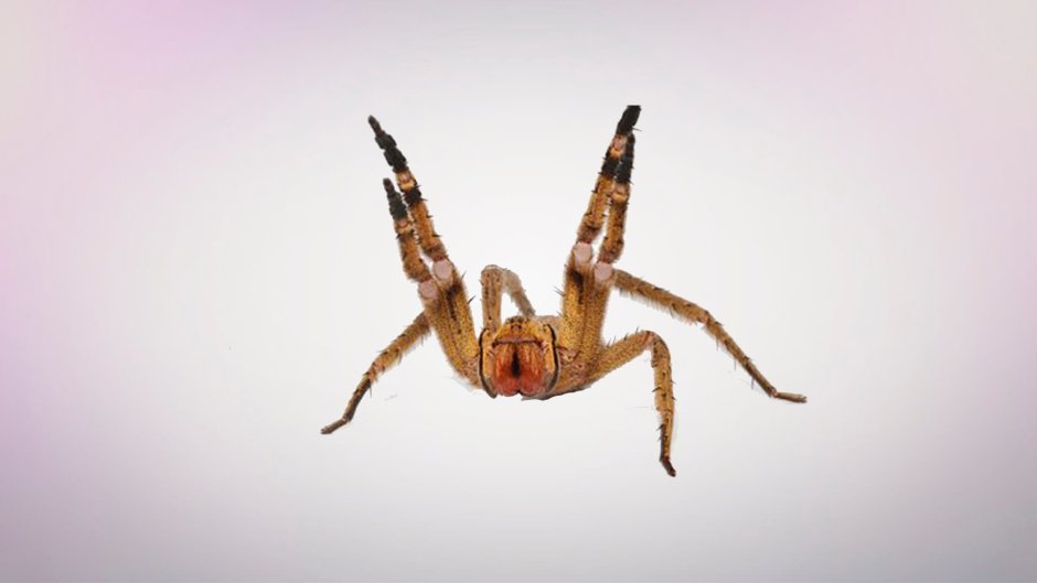 Банановый Странствующий паук