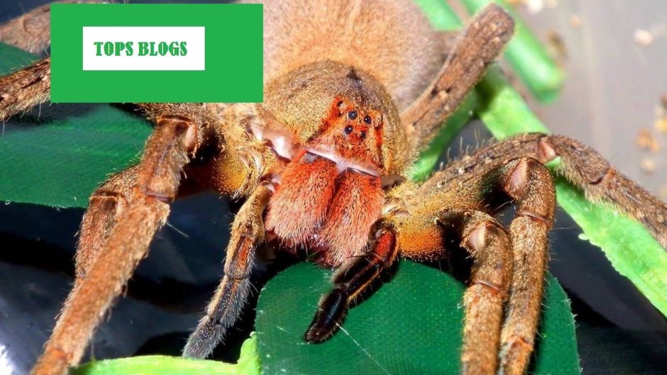 Бразильский паук солдат