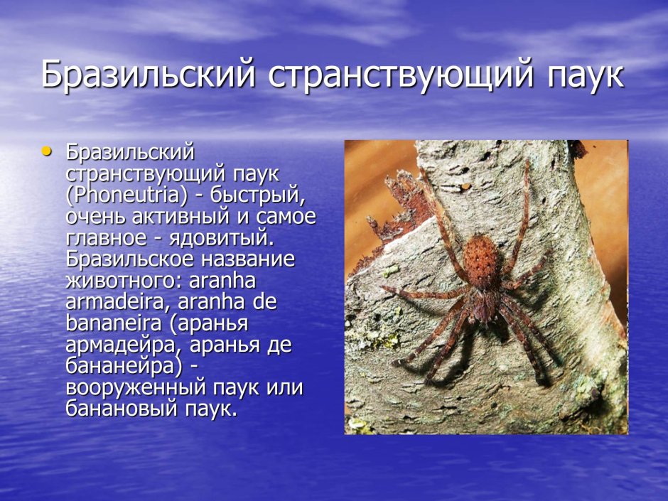 Бразильский Странствующий паук