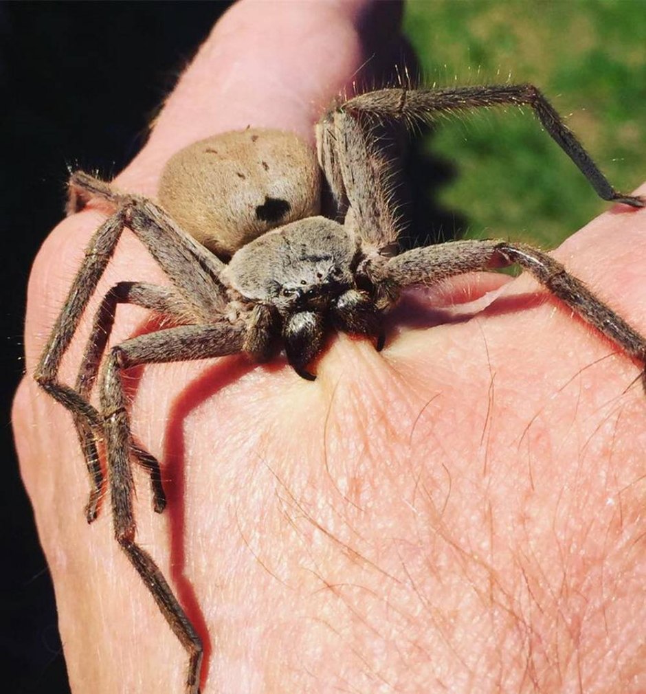 Гигантский крабовый паук heteropoda