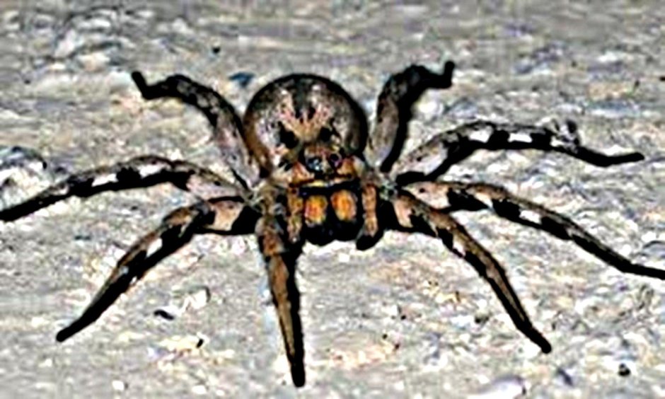 Lycosa praegrandis (Тарантул громадный)