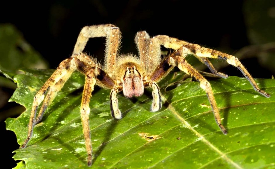Бразильский Странствующий паук размер