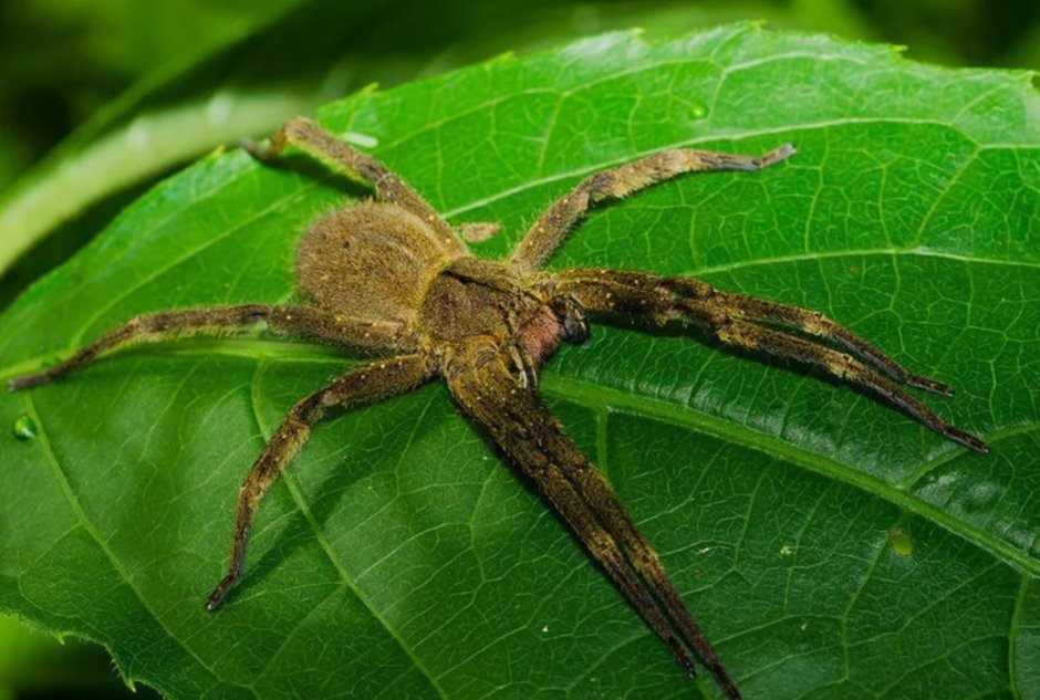Бразильский Странствующий паук