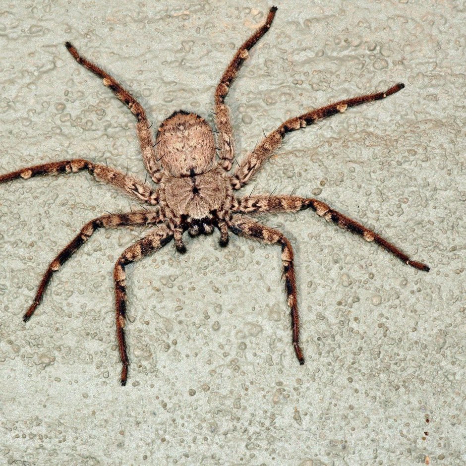 Heteropoda maxima паук
