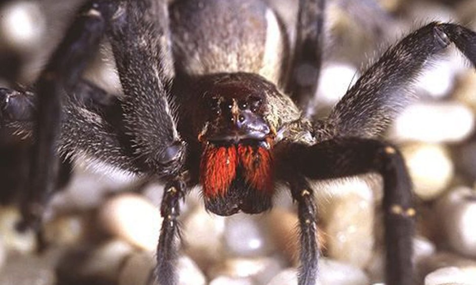 Самые опасные пауки много пауков