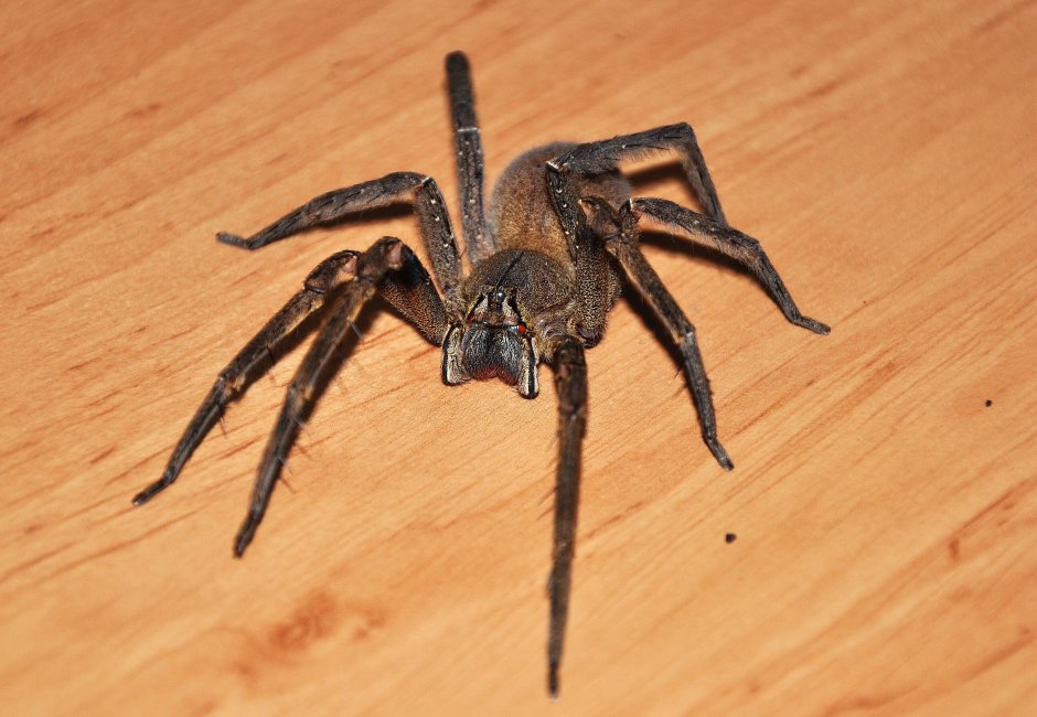 Бразильский Странствующий паук