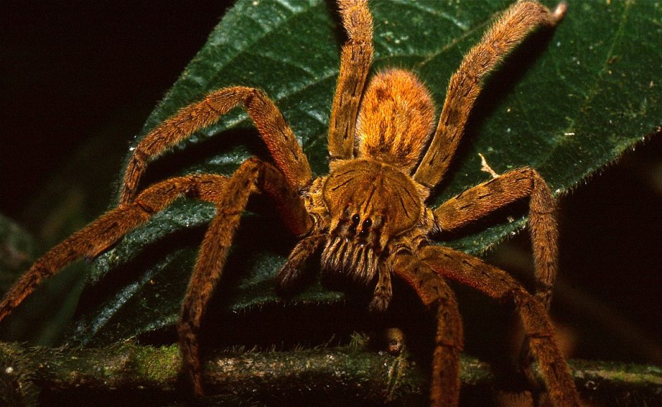 Red thighed Wandering Spider