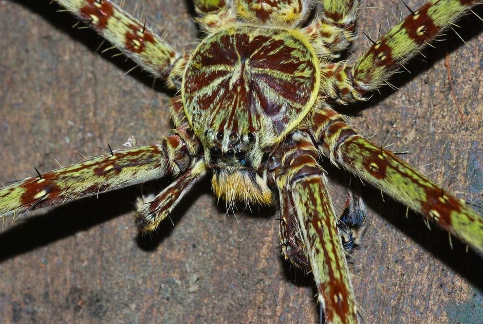 Паук-охотник heteropoda maxima