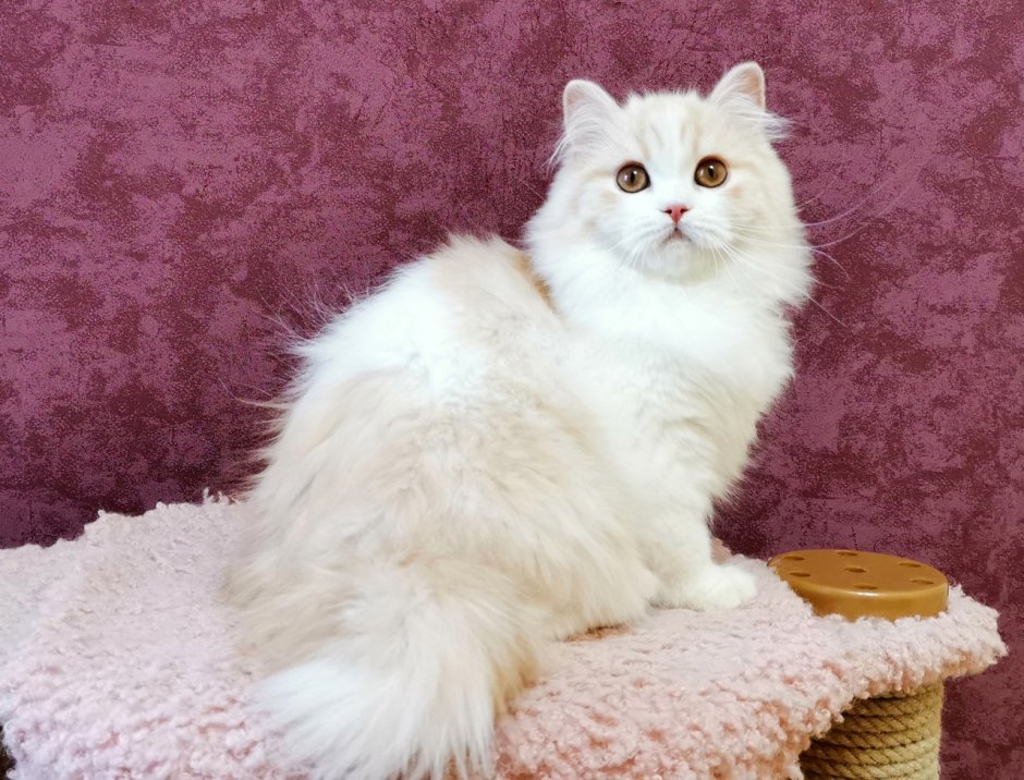 Кошка американский керл