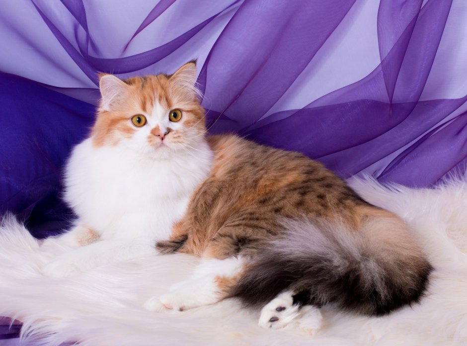 Валенсийская кошка
