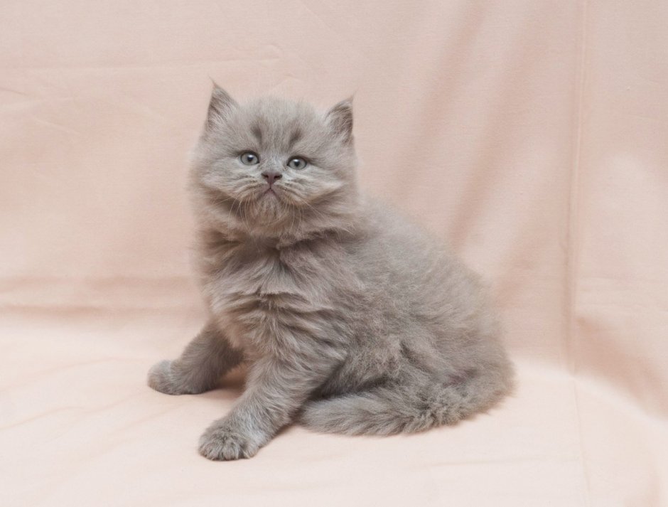 Длинношерстный британец котенок