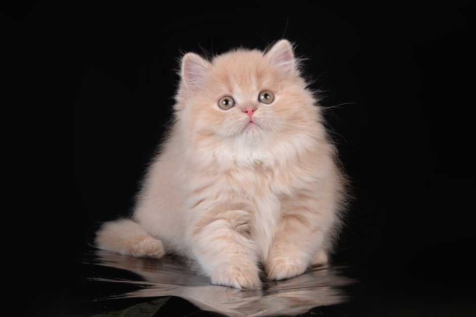 Питомник британских кошек Charm de Murr