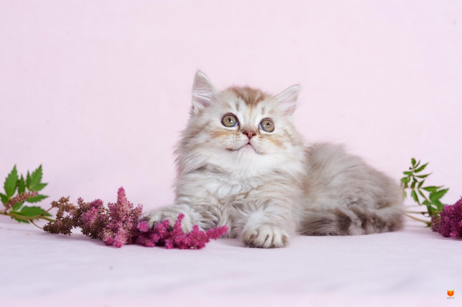 Шотландские котята хайленд страйт