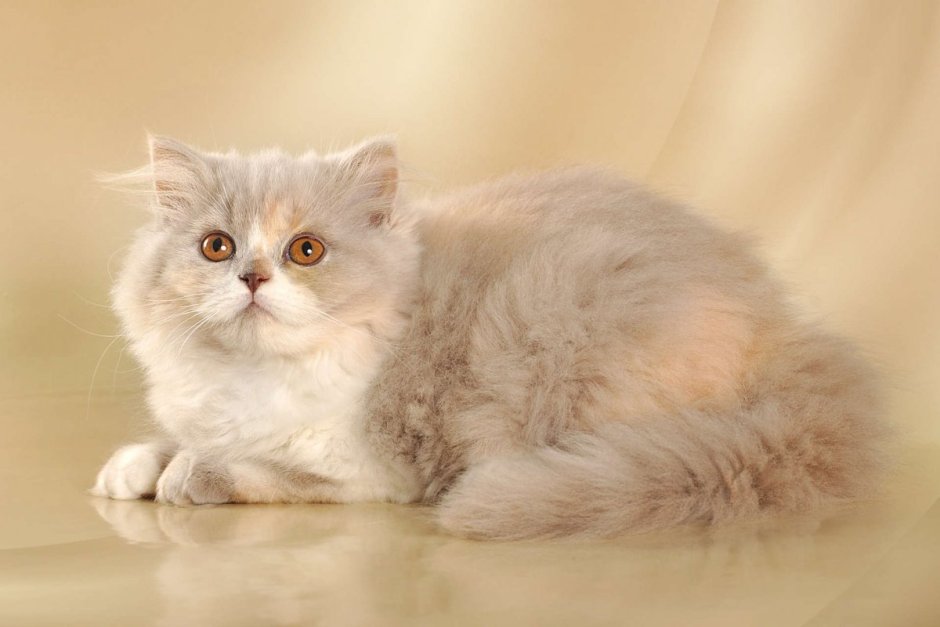 Британская шиншилла длинношерстная кошка