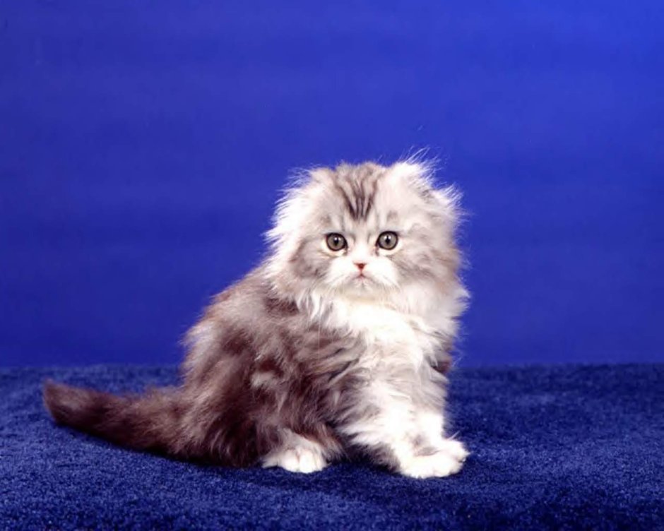 Сибирская вислоухая кошка