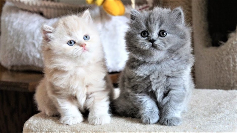Британские котята хайленд