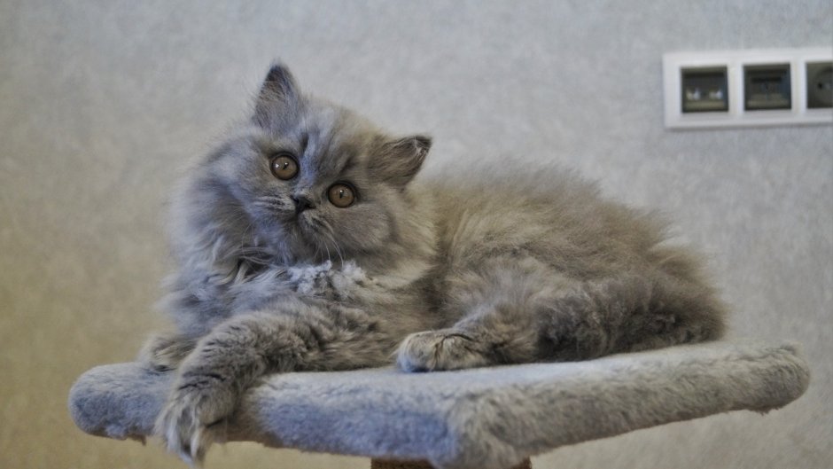Highland Fold кошка