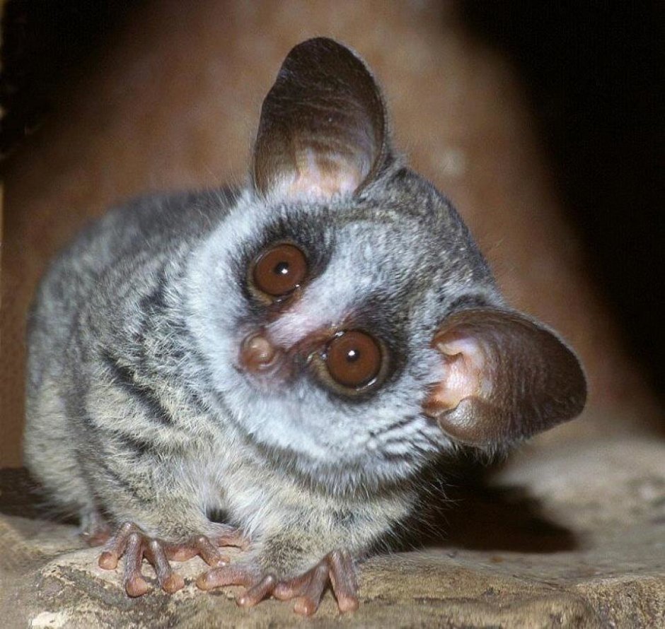 Bush Baby галаго