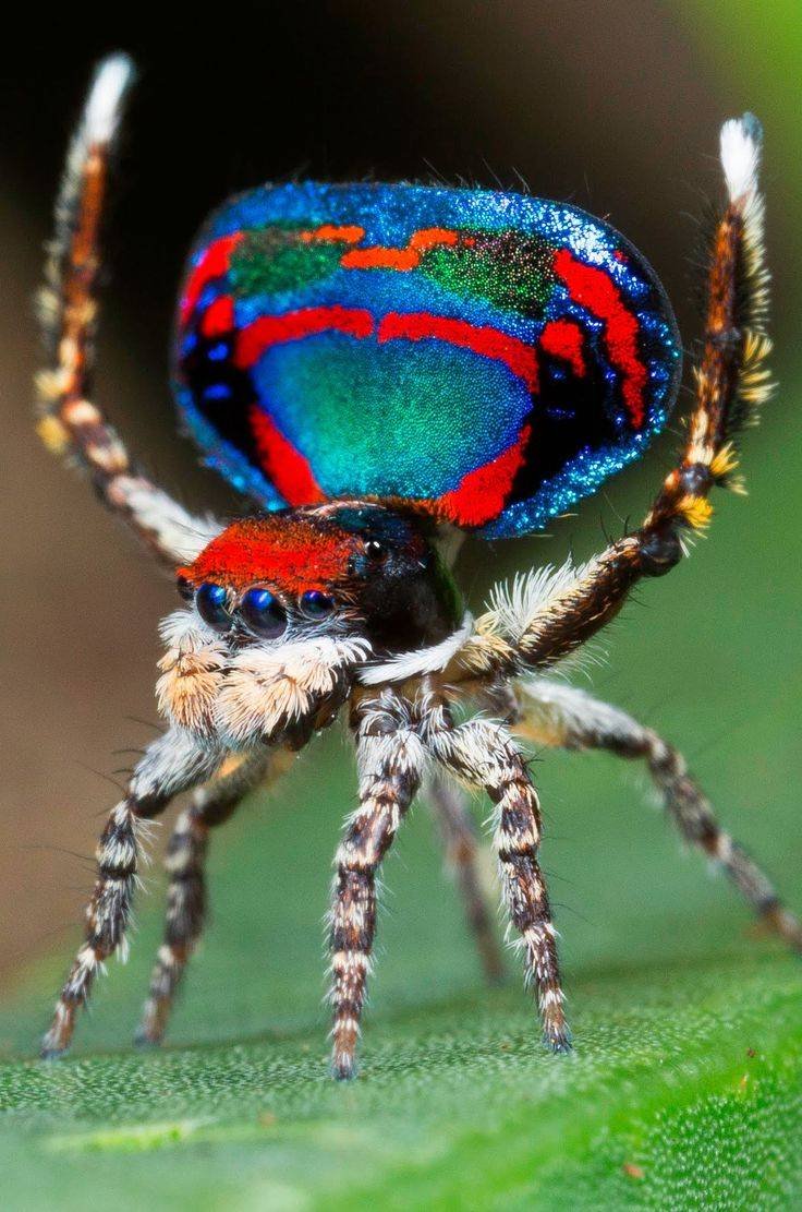 Паук-Павлин (Maratus volans)