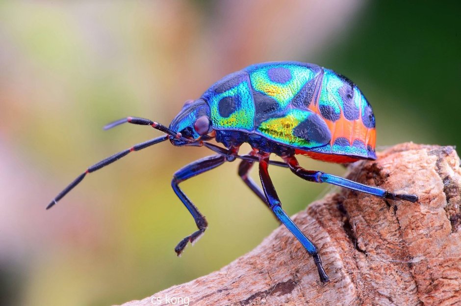 Щитник-черепашка Жук Пикассо