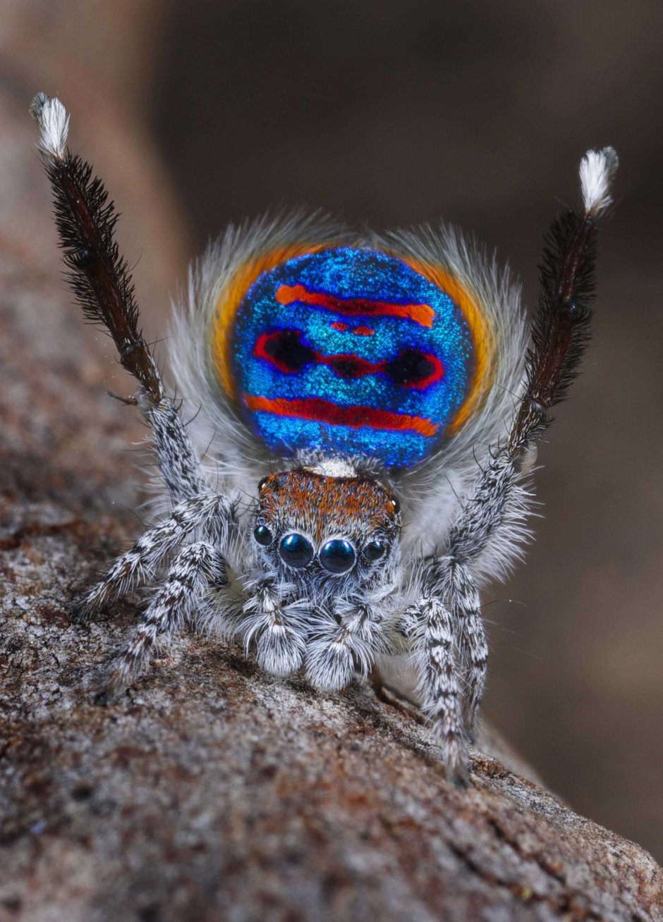 Паук-Павлин (Maratus volans)