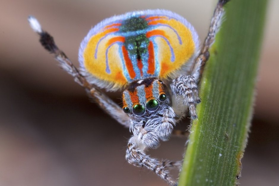 Павлиний паук (Maratus volans)