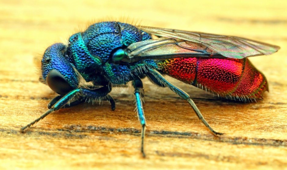 Ruby tailed Wasp