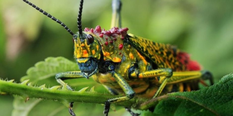 Цикада кузнечик
