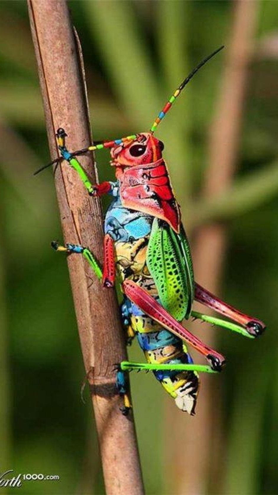 Саранча кузнечик Жук