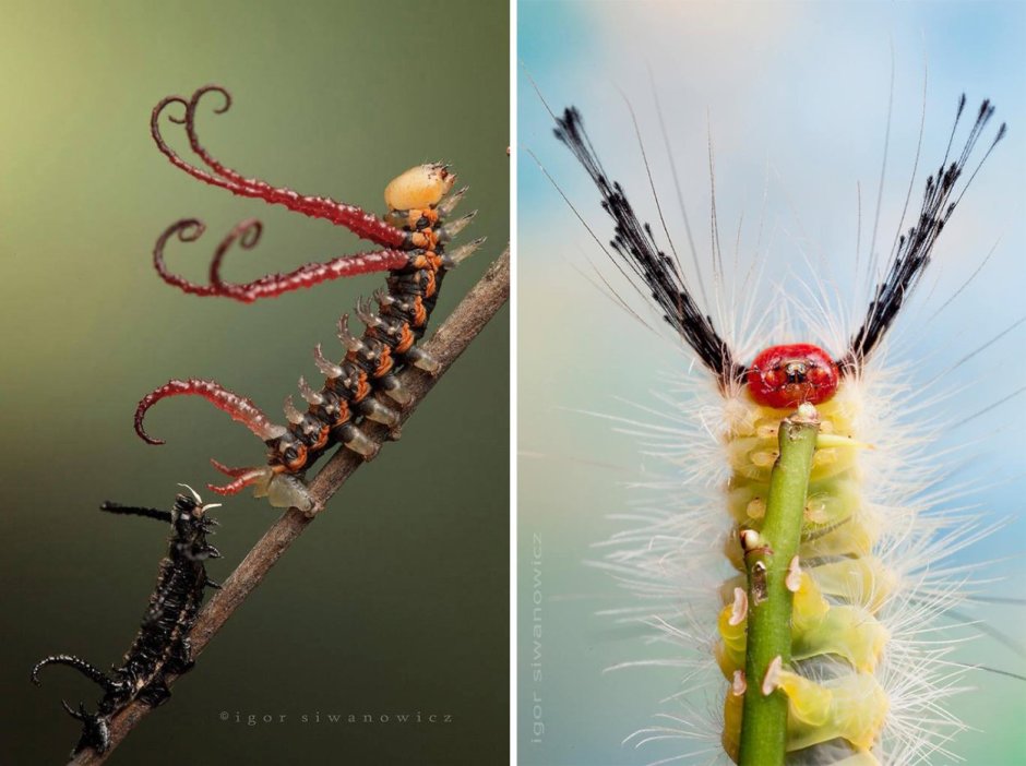 Красивые и необычные гусеницы